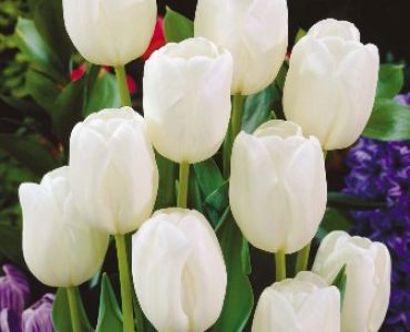 Лале White dream 